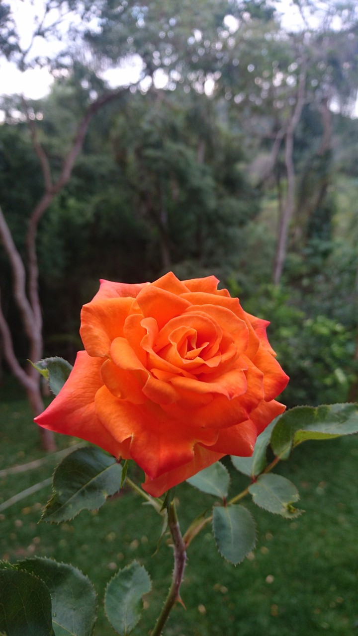 Rosa laranja