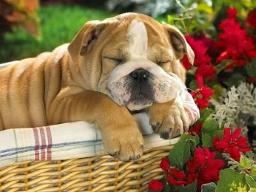 Sleepy