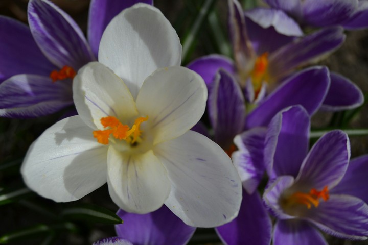 crocus