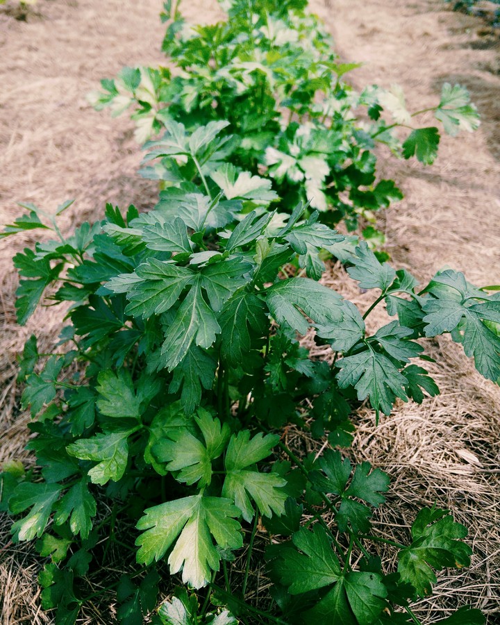 parsley