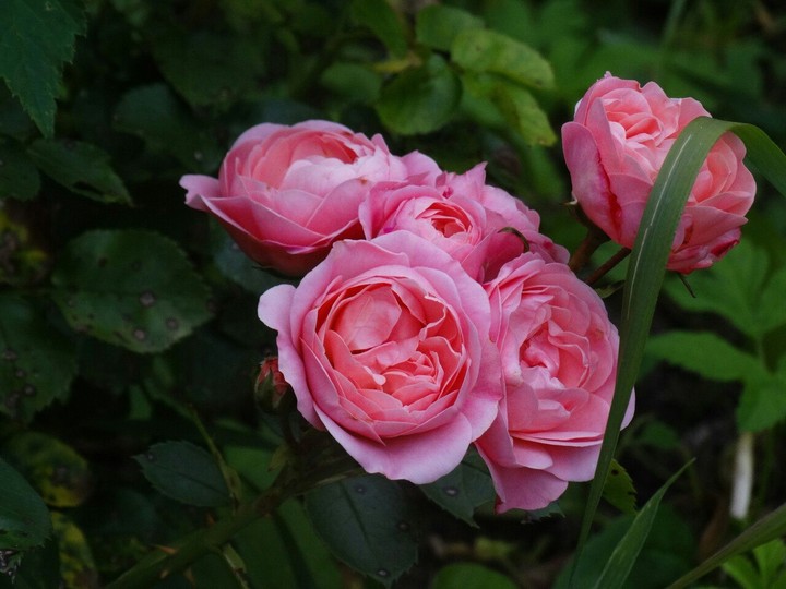 Flowers.