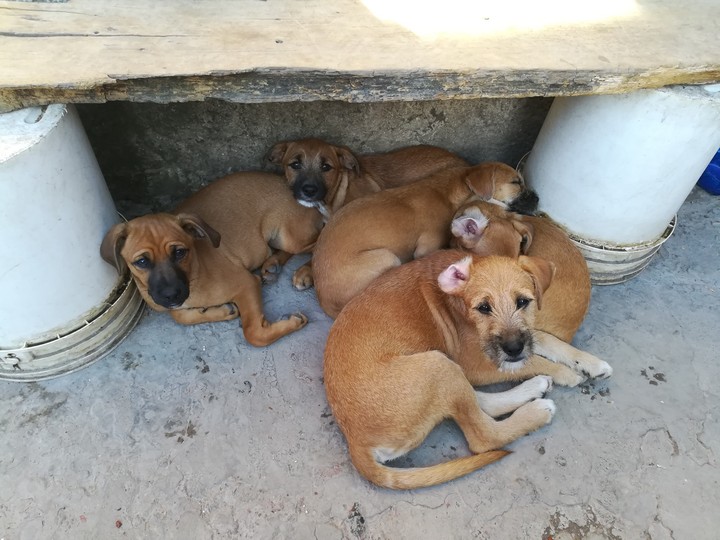 5 cachorros