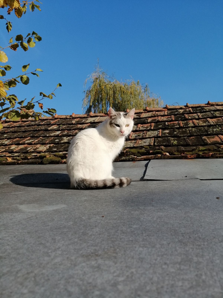 cat
