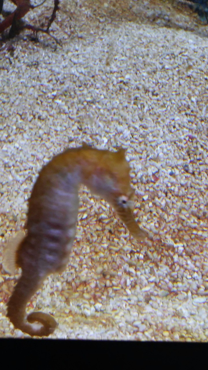 해마