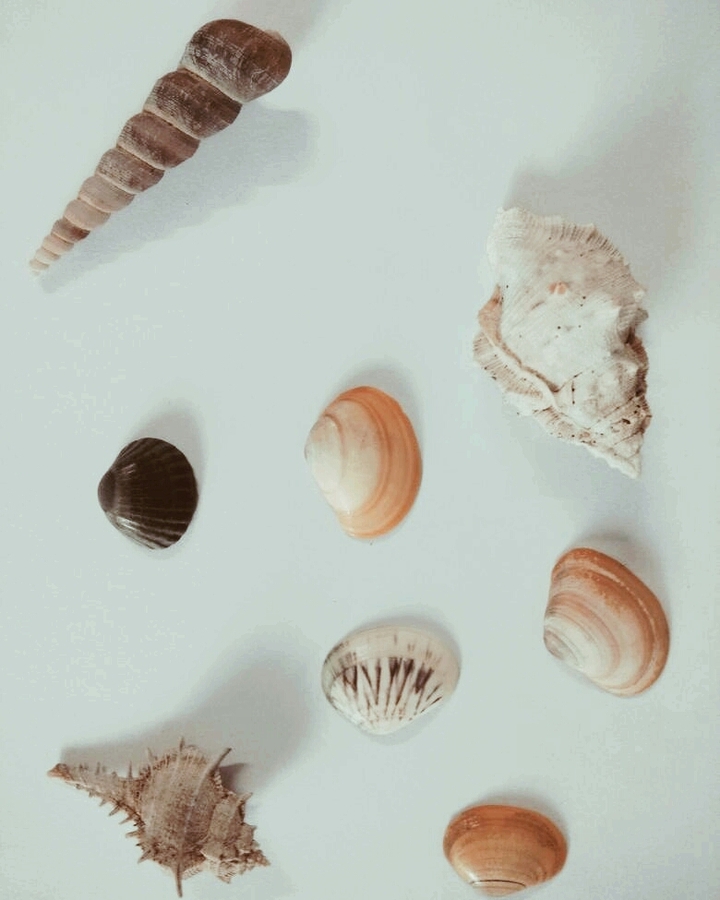 shells
