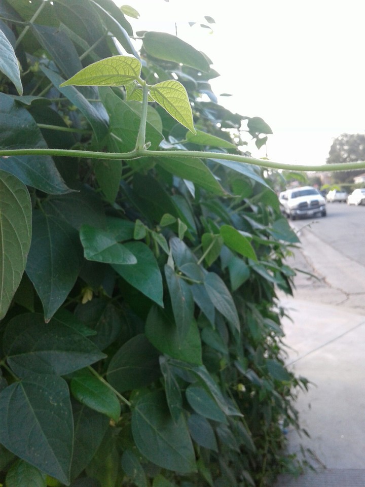 jungle in the West side