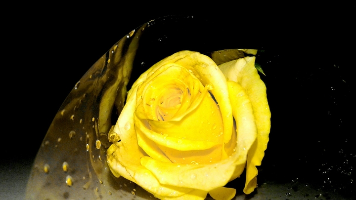 yellow Rose#/...^