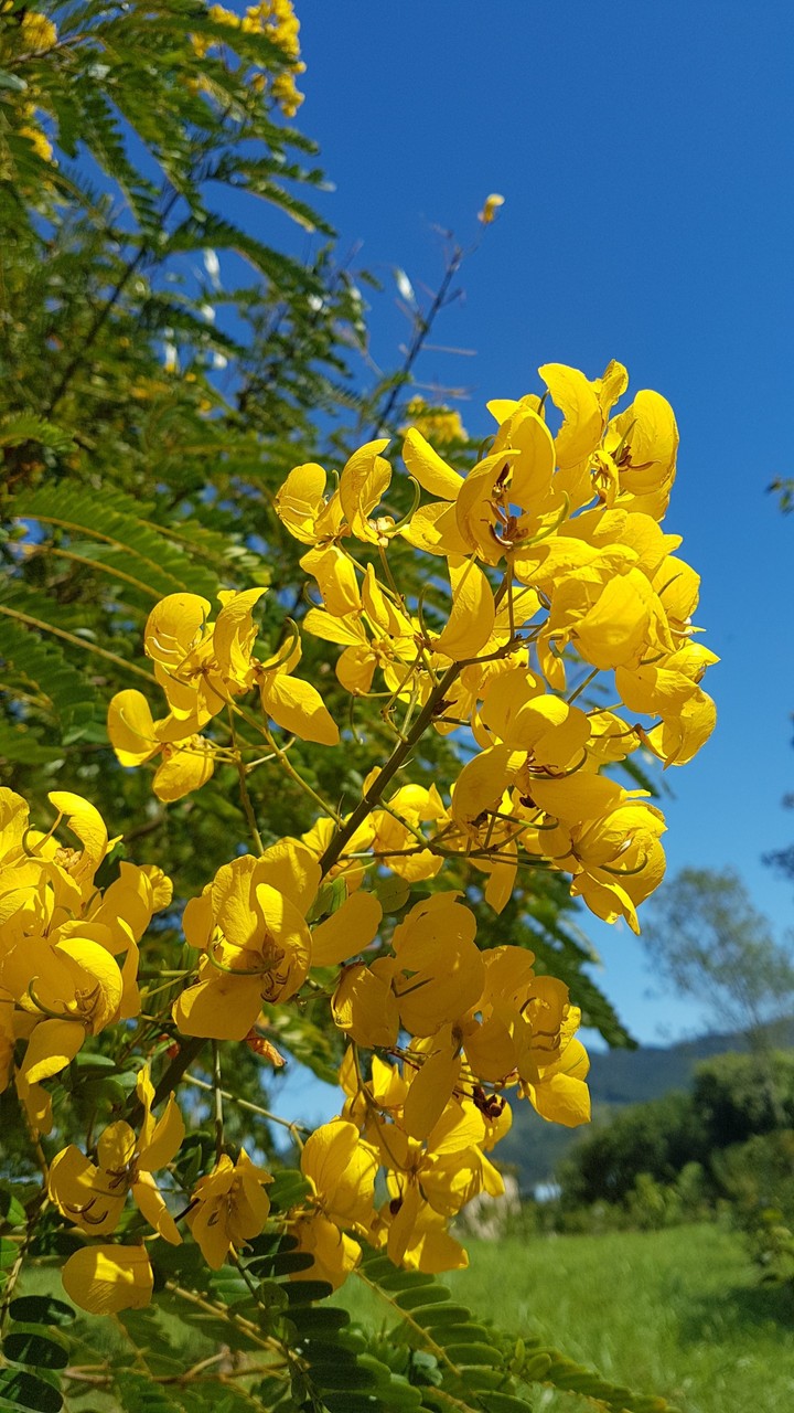 Flores Amarelas