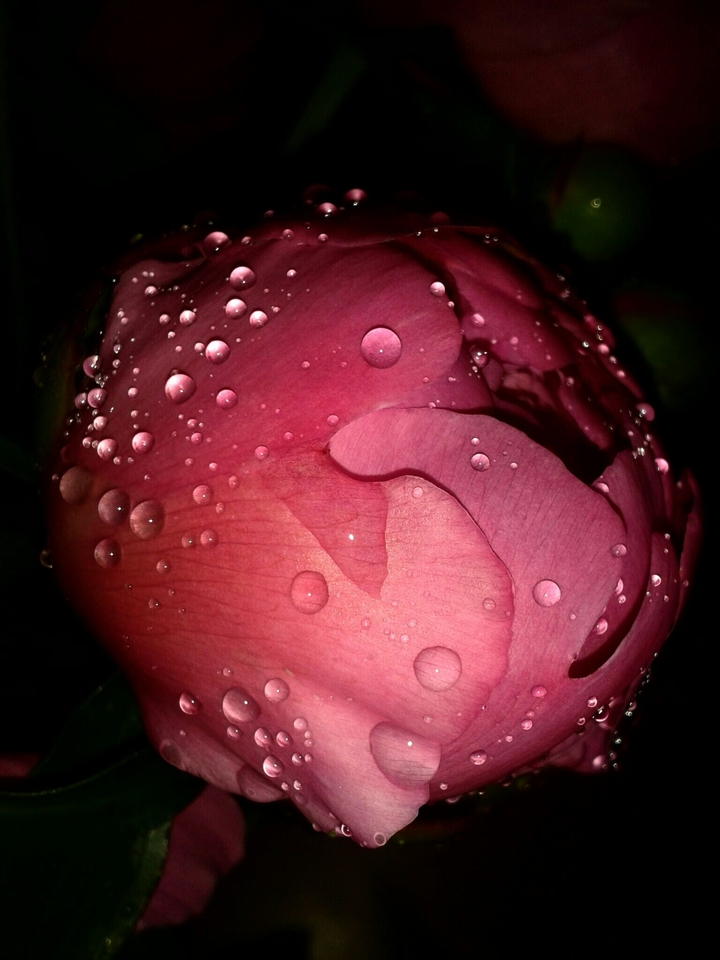 Peony after the rain