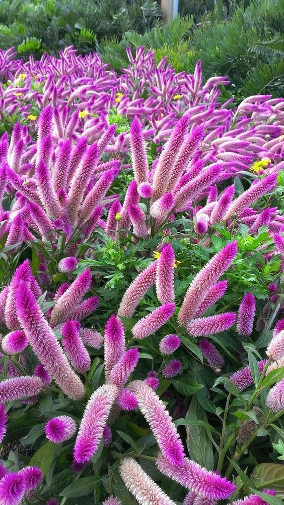 purple flower