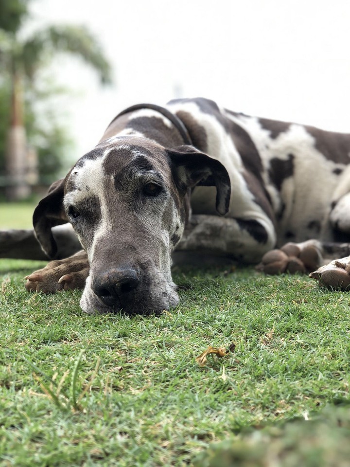 dog
