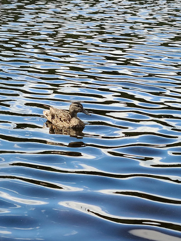 Duck