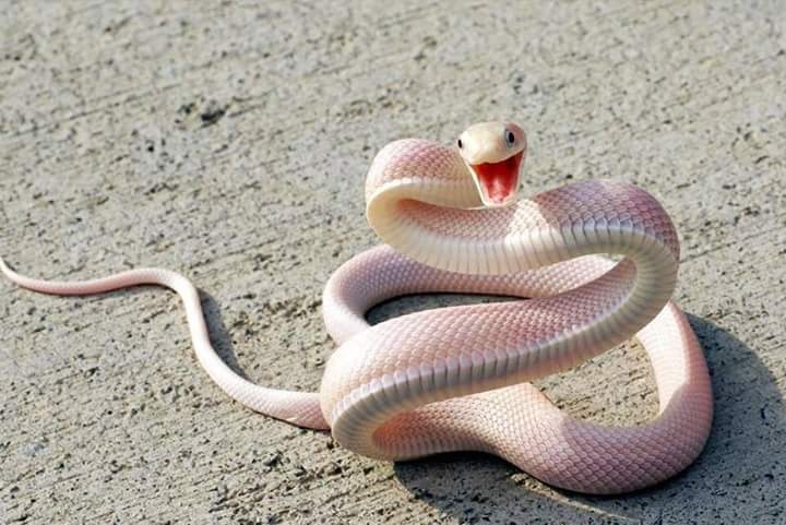 White Snake