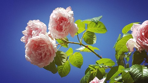Roses in the sky