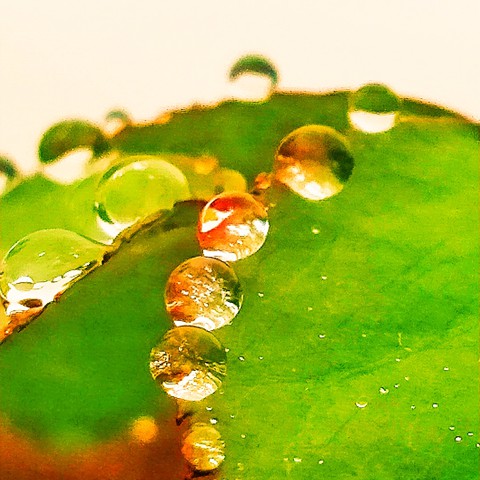 Beauty Drops