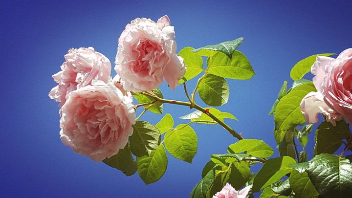 Roses in the sky
