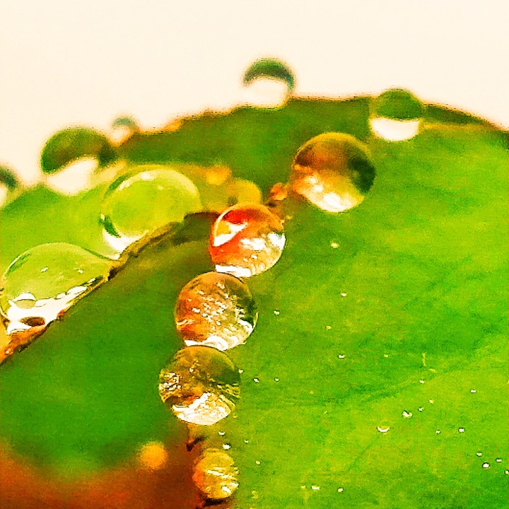 Beauty Drops