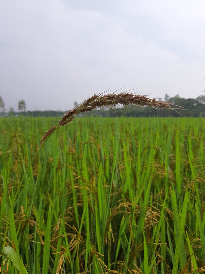 Paddy fields