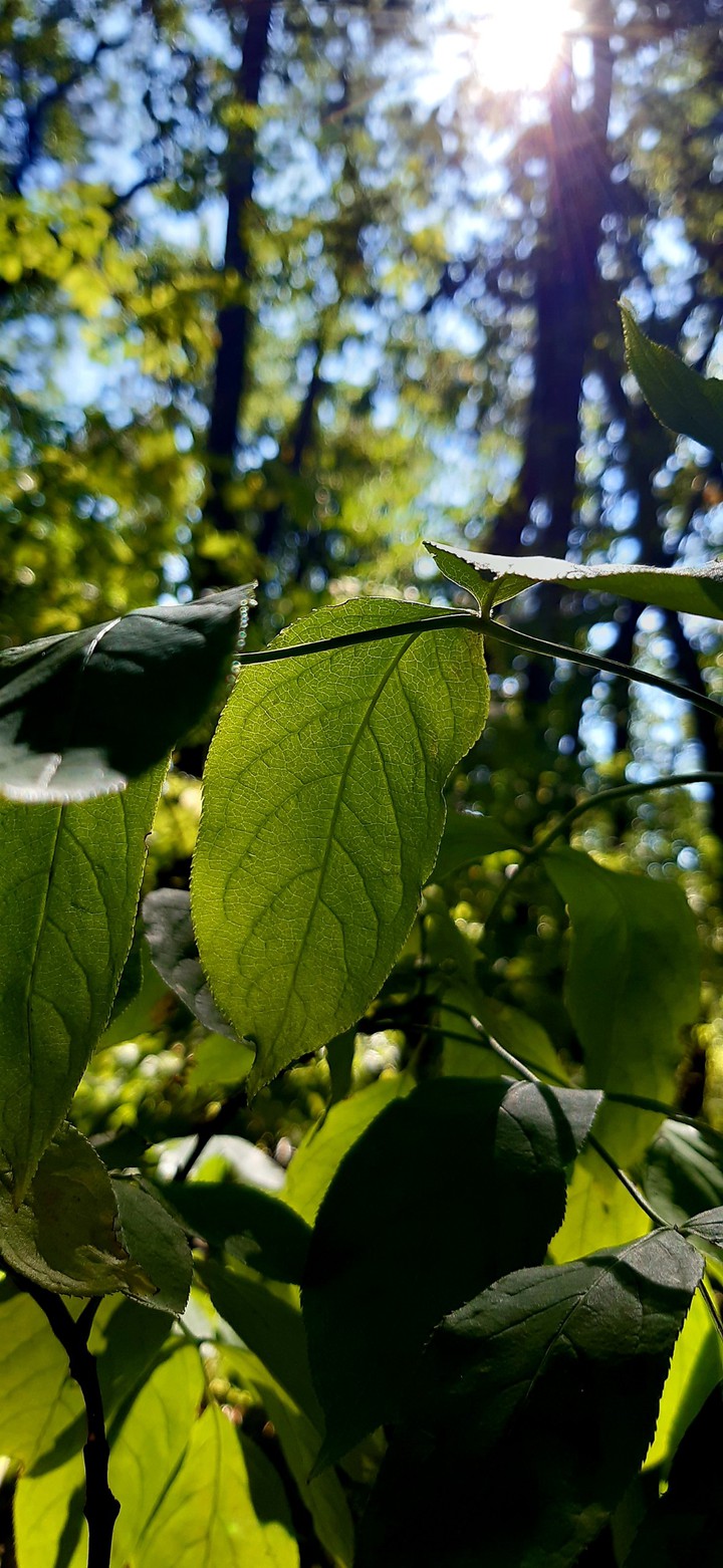 nice leaf