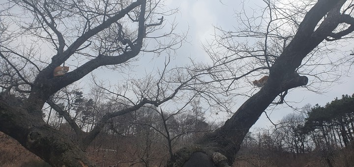 나무위에 고양이들 ᆢ