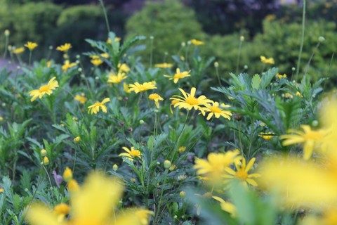 Yellow Garden