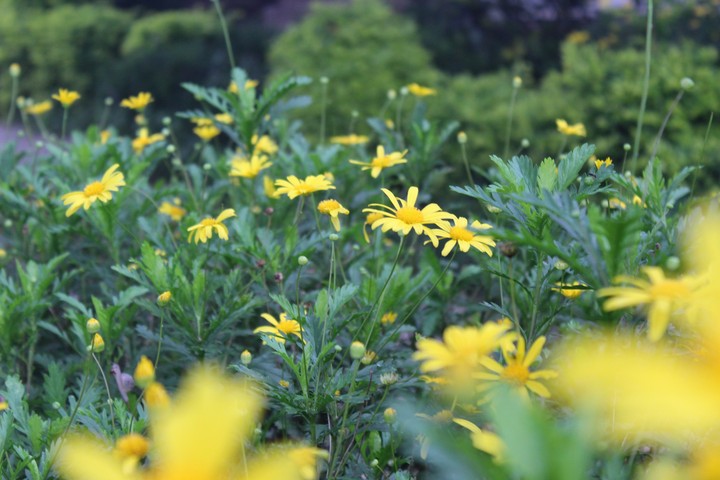 Yellow Garden