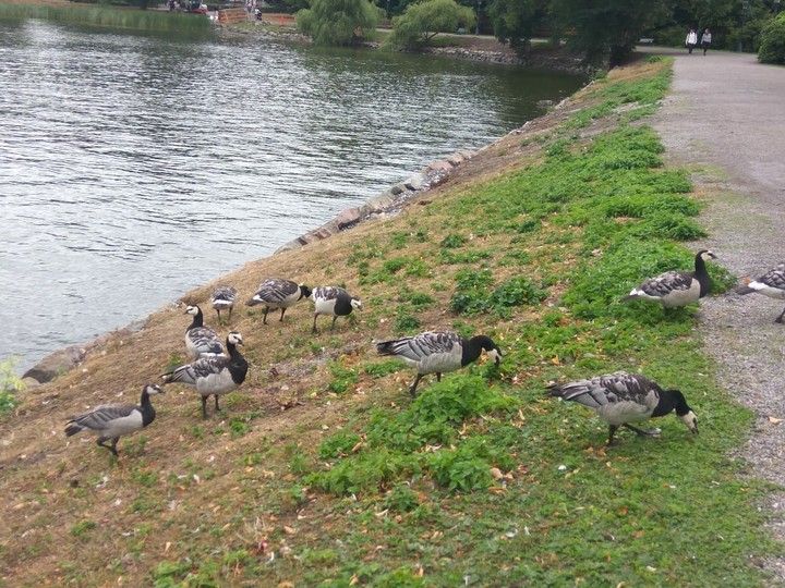 Birds
