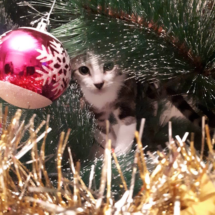 christmas tree