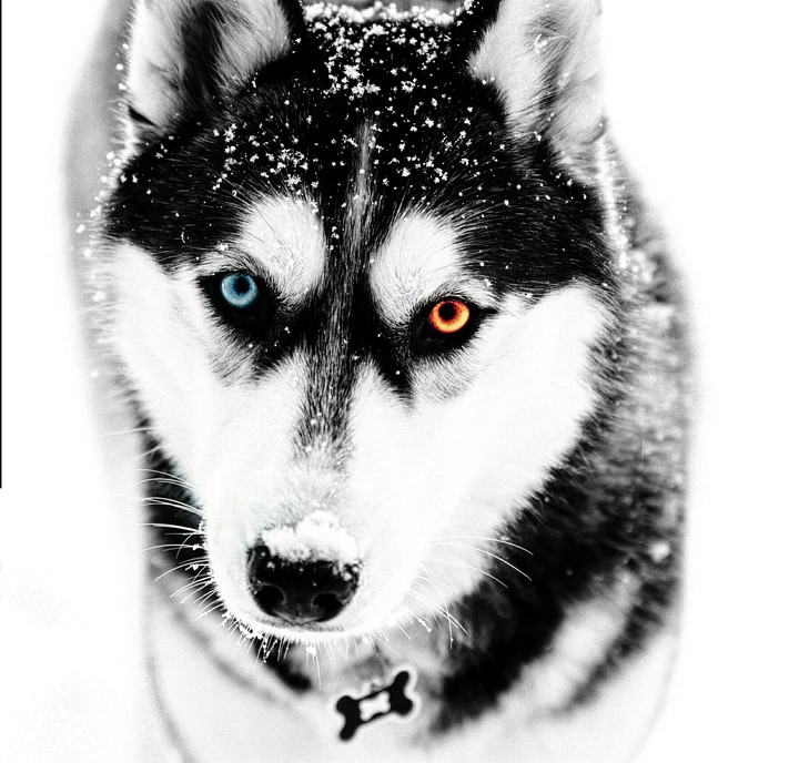 Husky!