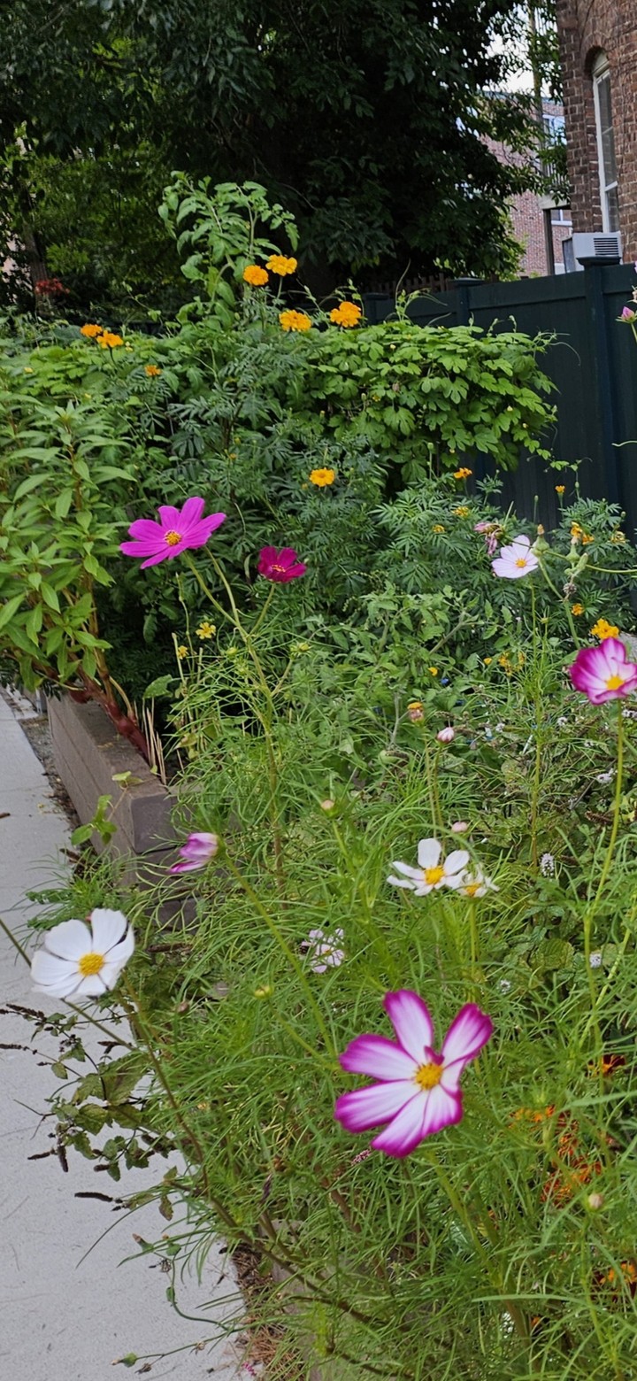 More Flowers