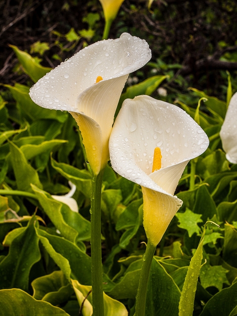 calla lily