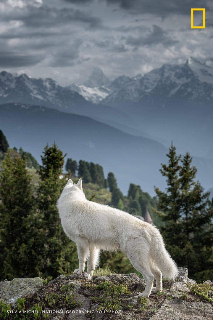 national geographic...