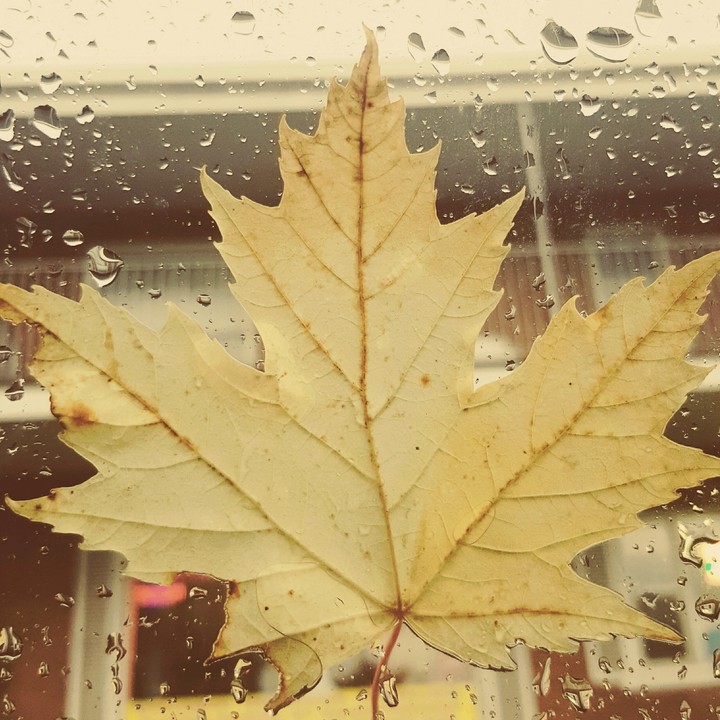 leaf