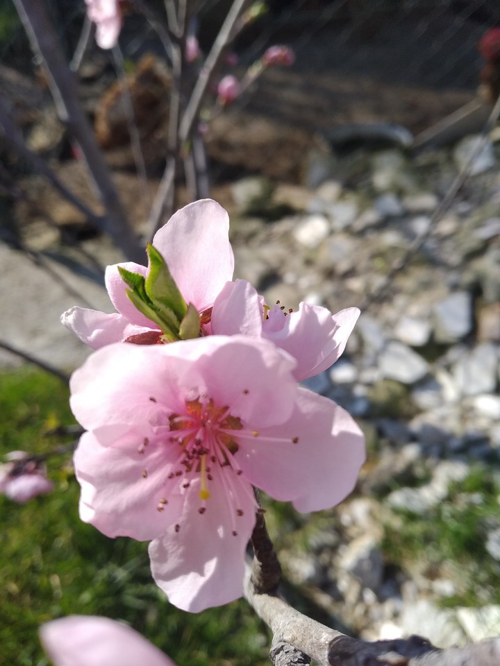 Beautiful flowers