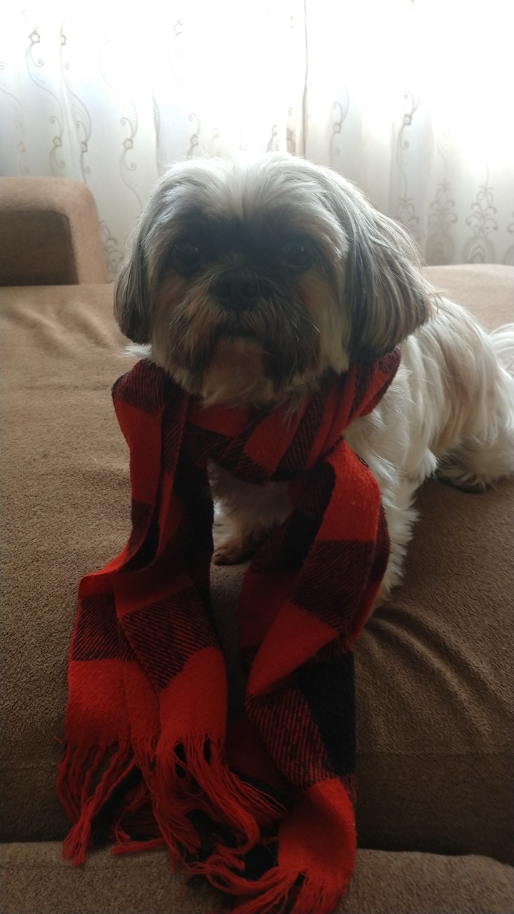 Dog