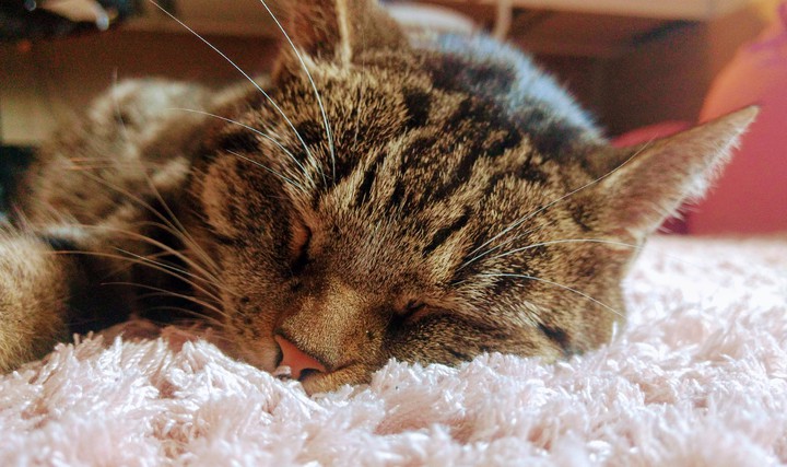 Sweet cat