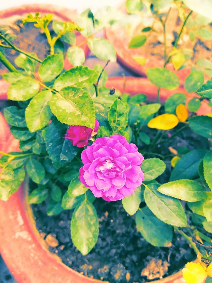 anime_rose