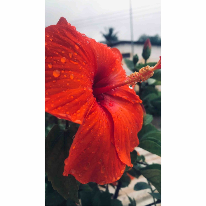 hibiscus flower
