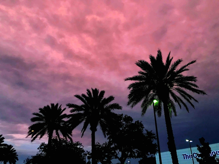three palms
