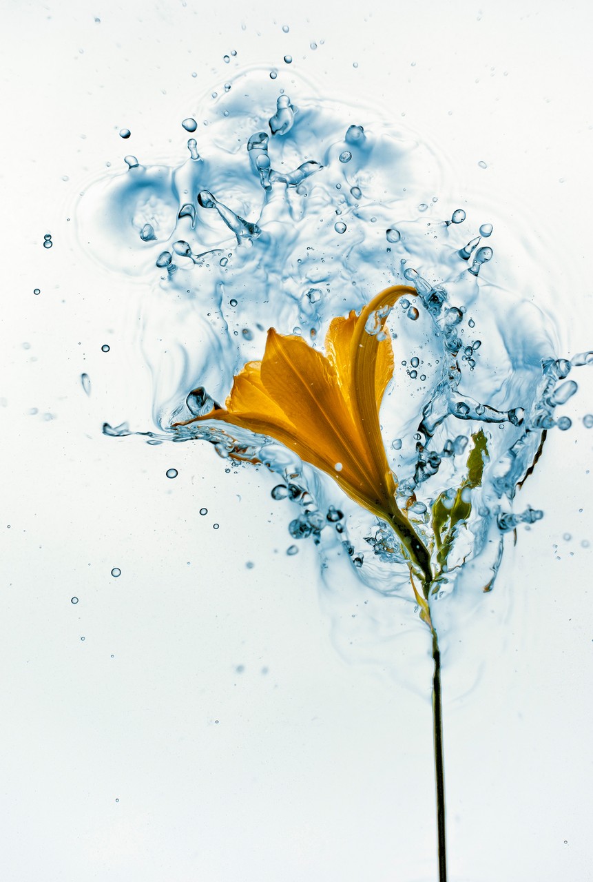 Yellow Flower with the Water