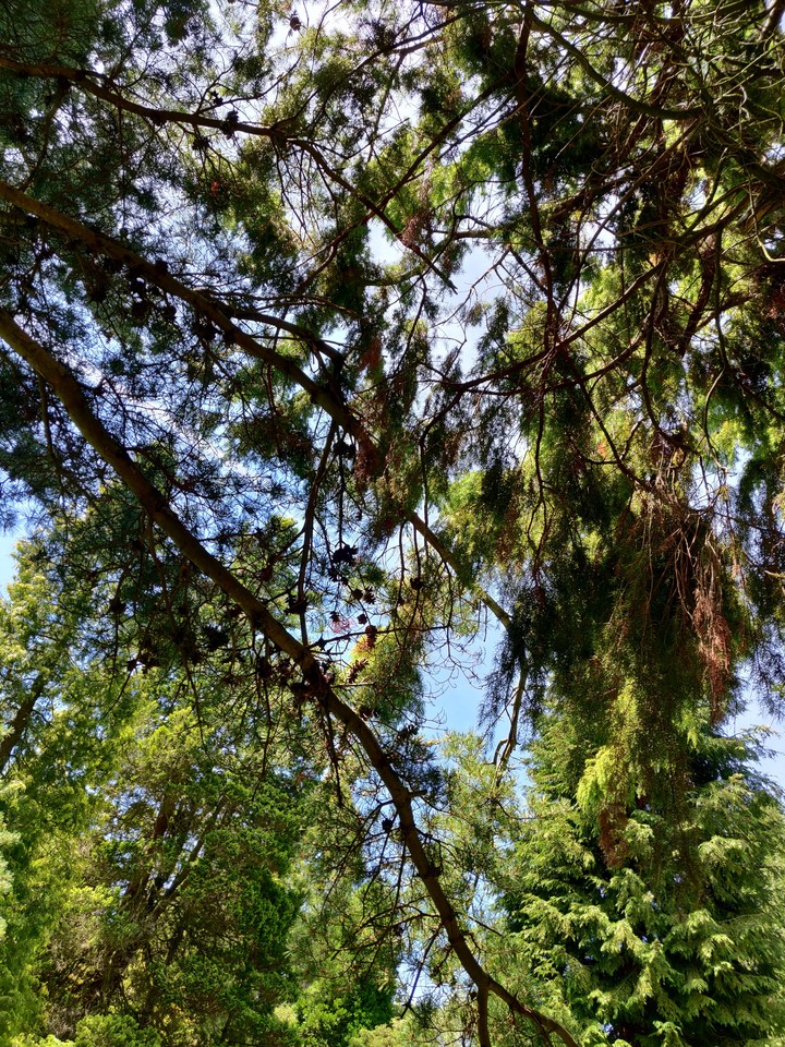 jungle