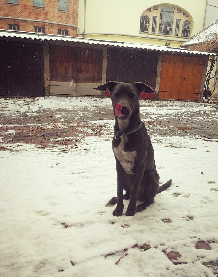Edgar's first snow :)