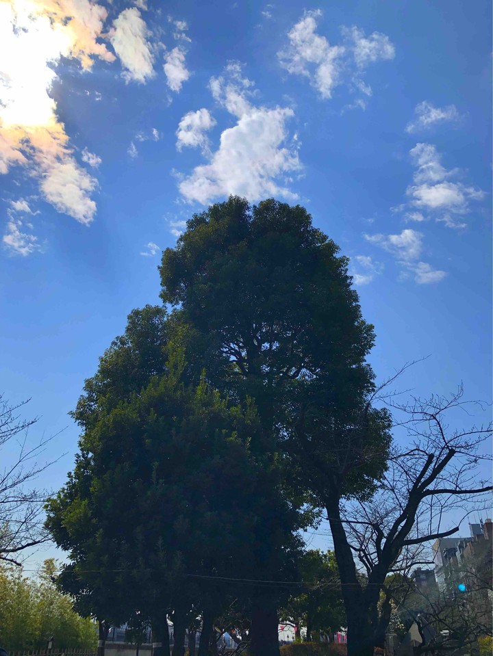 tree with sun light