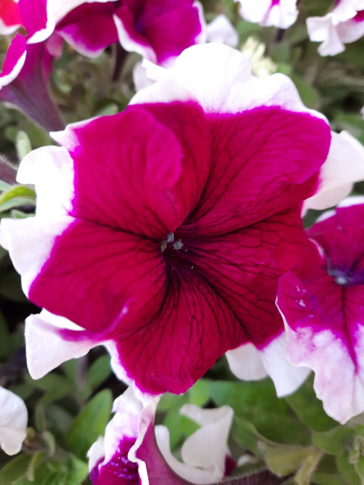 The Morning Flower
