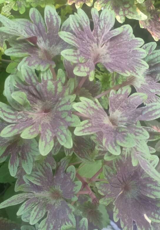 coleus
