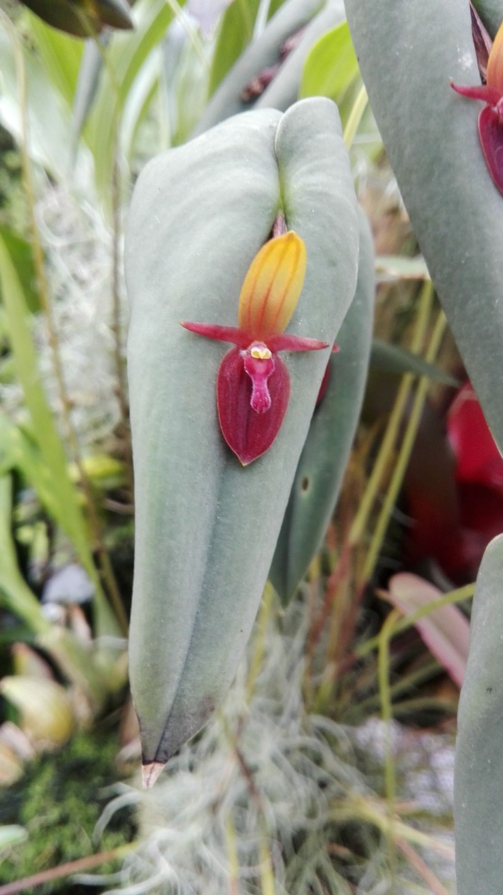 cow face flower