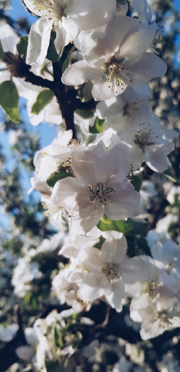 blossom