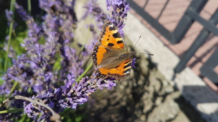 Butterfly