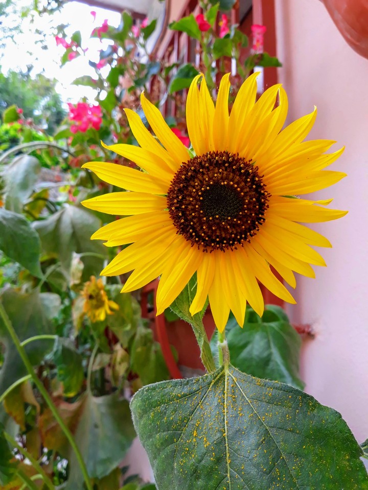 fiore