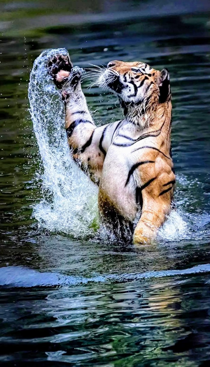 royal